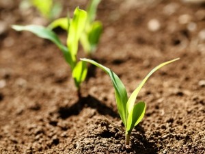 Young corn crops stalk