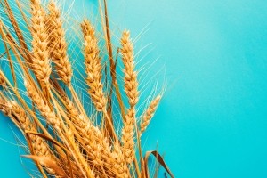 Ripe ears of wheat on blue background