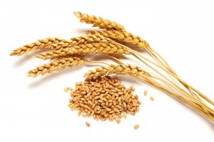 Wheat ears and seed
