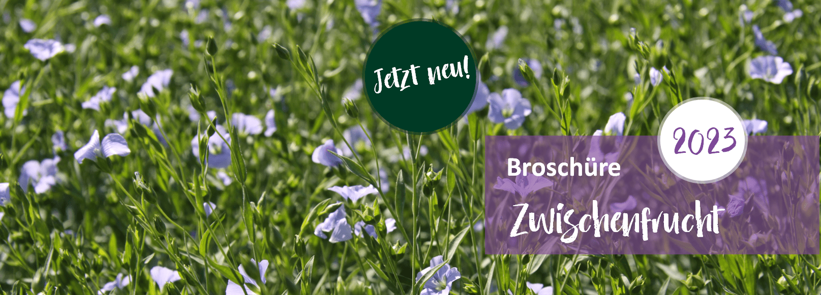 Zwischenfruchtbroschüre