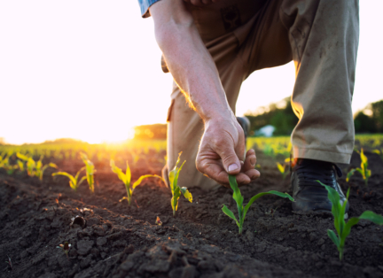 Unrecognizable field worker or agronomist checking health of cor