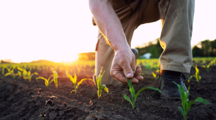 Unrecognizable field worker or agronomist checking health of cor