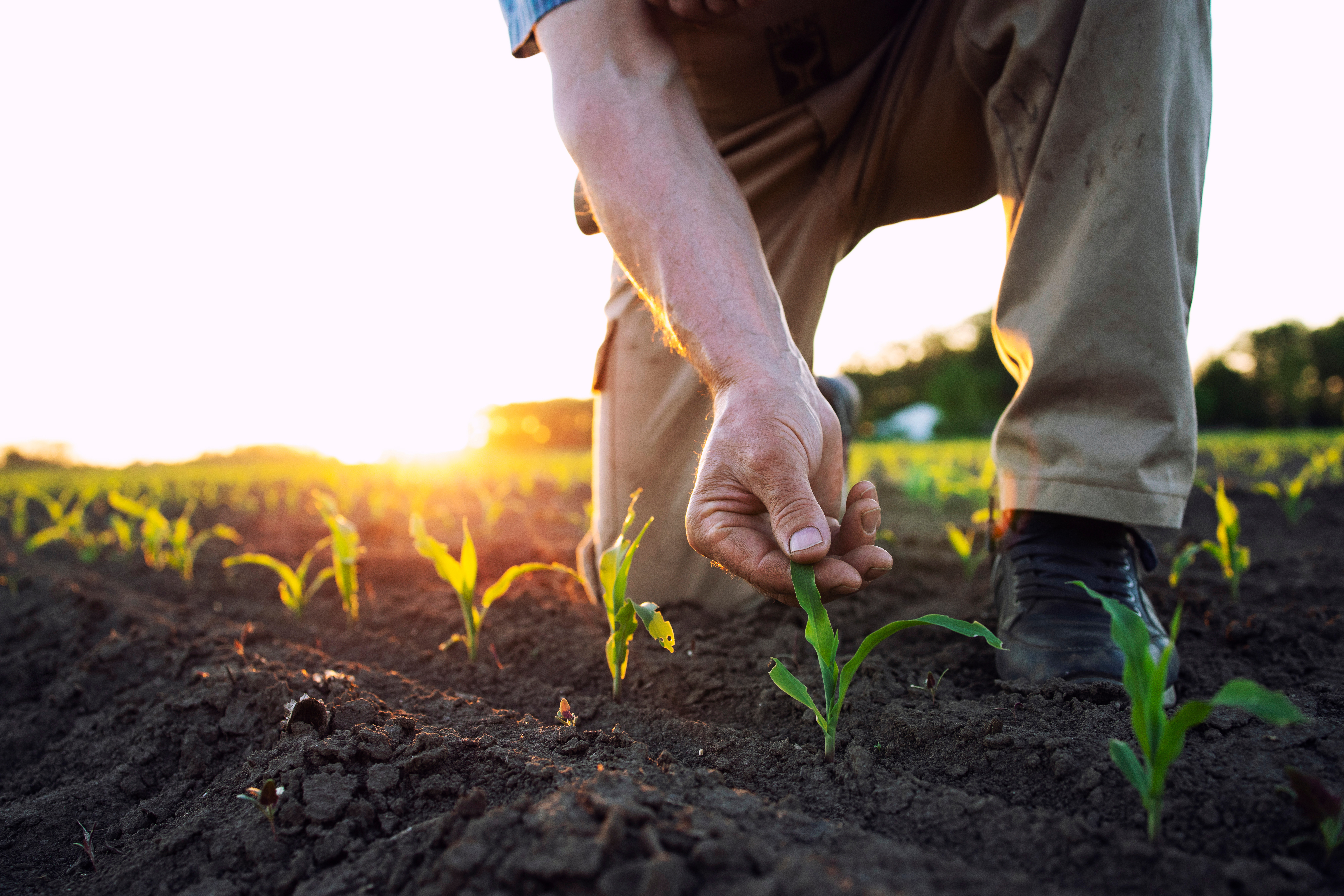 Unrecognizable field worker or agronomist checking health of cor