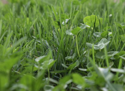 Green grass and clover close up.