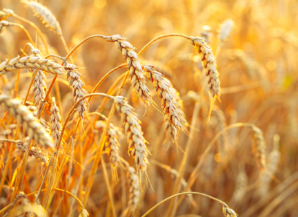 Wheat field. Ears of golden wheat. Beautiful Sunset Landscape. Background of ripening ears. Ripe cereal crop. close