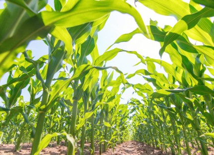 Green corn growing on the field. Green Corn Plants.