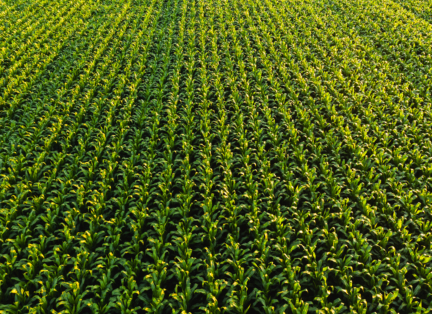 Low altitude aerial photo of rows of maize plant.