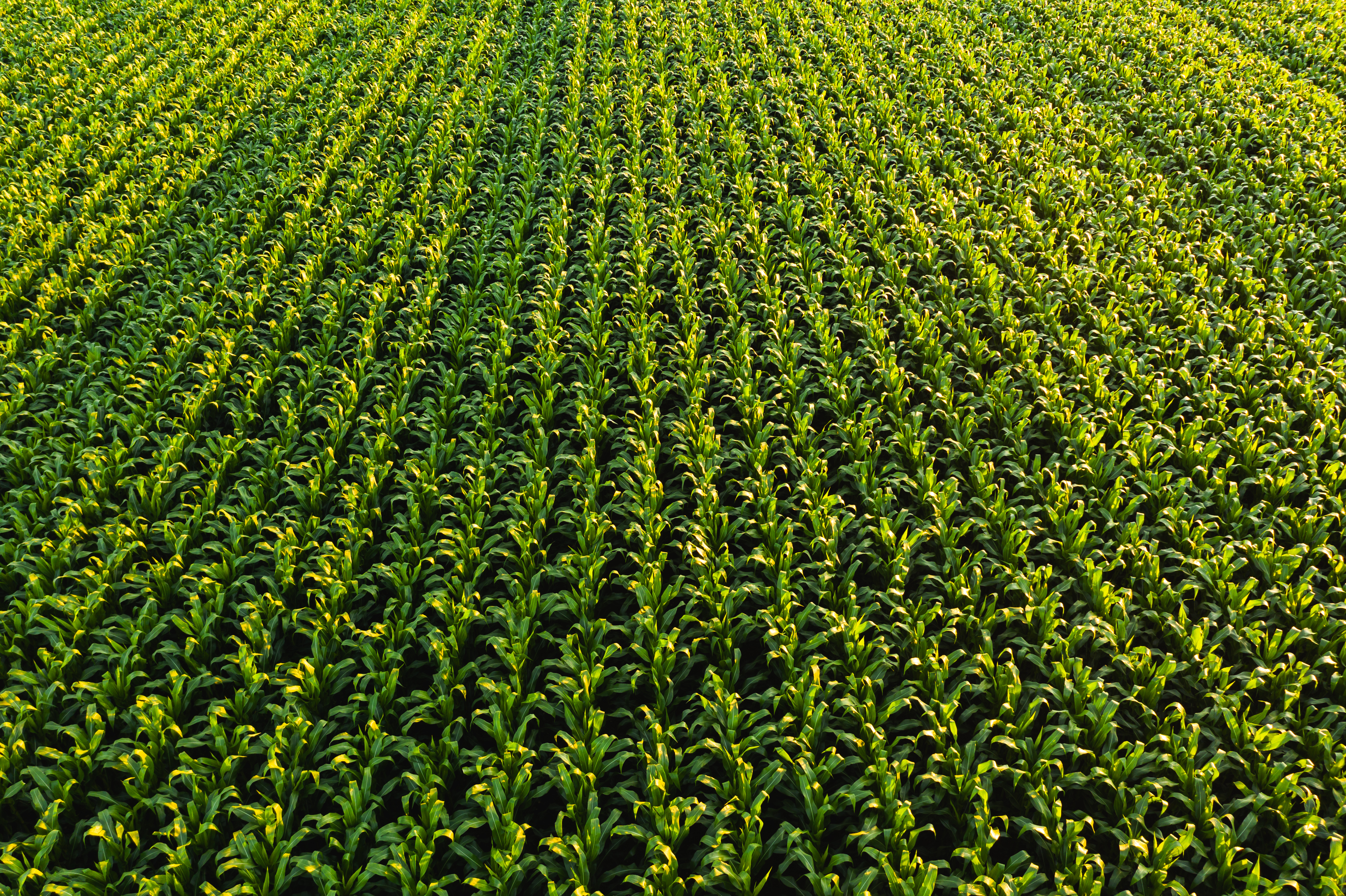 Low altitude aerial photo of rows of maize plant.